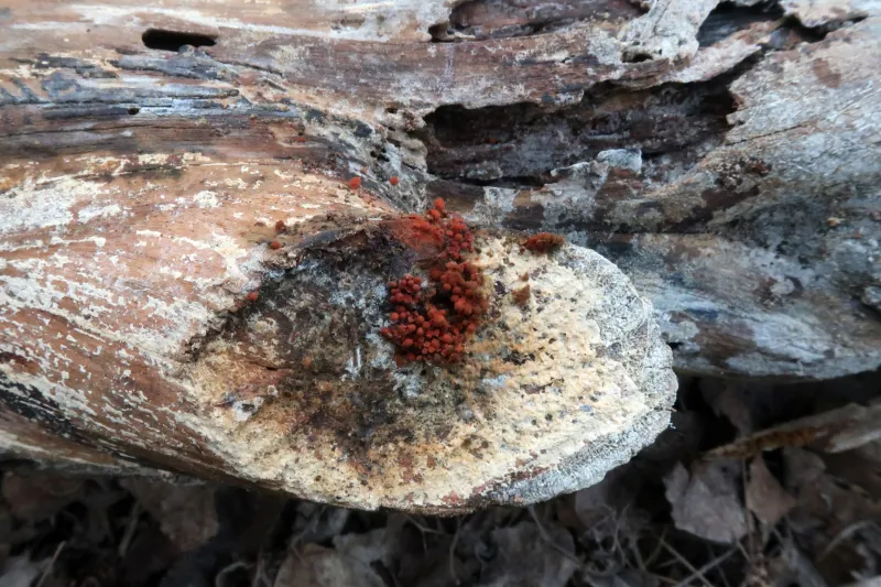 Arcyria ferruginea 1 1 - Sustrato